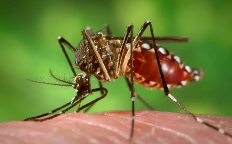 Al menos 50 casos de dengue se han registrado en Monagas en los últimos días