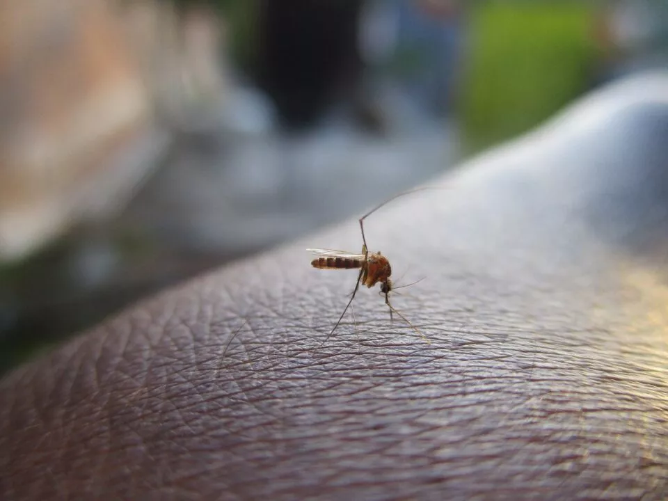 Mosquito - Dengue