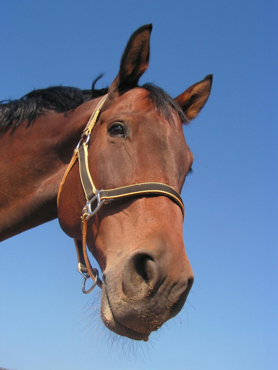 Miami-Dade: Robaron y descuartizaron caballos, servían de terapia para niños